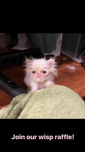 14K views · 601 reactions | #WISP #staystinky #raffleprizes #dirty | Rags to Riches Animal Rescue inc | Facebook