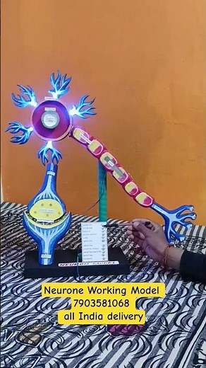neurone working model with synapse all India delivery | School model and project