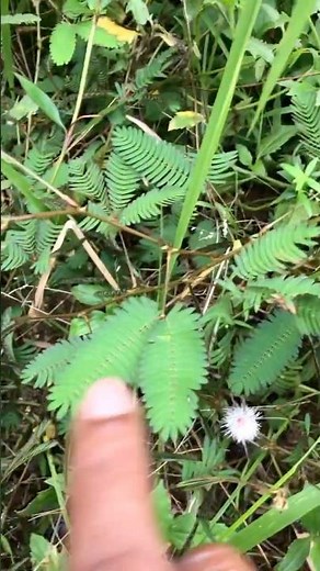 This Plant Sleeps When You Touch It – Mimosa Pudica in Action