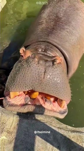 HIPPO Surprised With Tiny Grapes 🍇 #shortvideo
