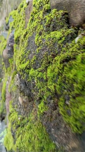 natur therapy #shortvideo #nature #fypシ゚viral