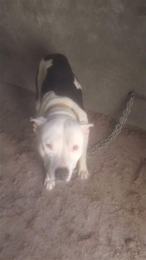 tigerrr #dogshorts #public