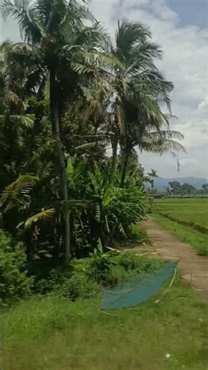 Purworejo Train Window View 1