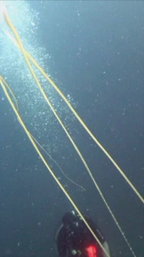 The longest tentacles i've ever seen #boxjellyfish #Cubozoa | Ocean Reality Channel