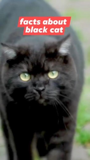 Facts about black cats you need to know #blackcats #blackcatreels #catsreels #fypreels #catloverreels #catloversclub #reelsviralシ #reelsfypシ #catcute #cute #kitten #pet #animals | All about cats