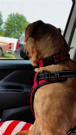 6.4K views · 325 reactions | Teddy is on his way to an adoption event hoping that maybe his forever family will be out there somewhere today. Come see him from 12 to 2 at Hollywood Feed in Cordova! | Tails of Hope Dog Rescue | Facebook