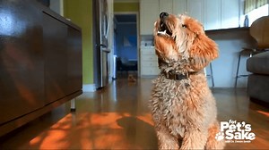 Transform your dog's behavior with positive reinforcement