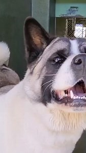 380 reactions · 41 comments | A5689216 - Urgent 2 yr old Akita female needs home  Let’s SHARE and find her the best home!!!  Contact Carson Shelter directly: 216 W Victoria St, Gardena, CA 90248 (310)523-9566 ♥️♥️♥️♥️♥️♥️♥️♥️♥️♥️ www.apassionforpaws.org #savelives #akitalover #love #believe #adoption #adoptme #adopt #adoptdontshop #help #urgent #save #share #akita | A Passion For Paws Rescue, Inc. | Facebook