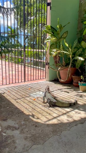 Snack time!😋 Igor loves oranges. Don’t worry - we promote iguana health here at The Green Iguana Hotel, so we only feed him a few slices every once in a while, making sure he gets a balanced diet. | The Green Iguana Hotel