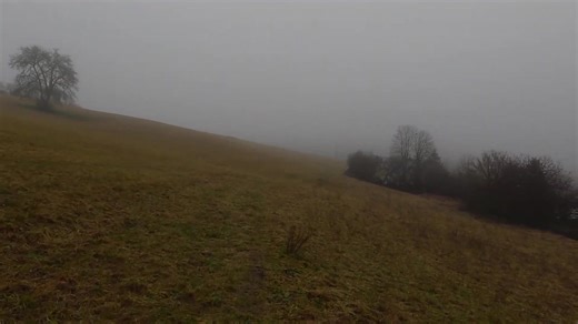 1.2K views | Autumn whispers through the fog. | Wildlife Explore | Facebook