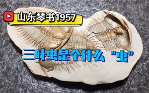 在古海洋中生活最久的动物，三分钟让你了解珍贵的三叶虫化石。