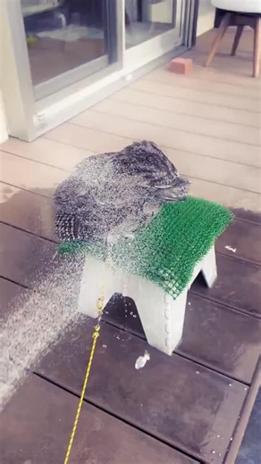 Fics and Fables on Instagram: "oh, lovely dovely, waypoint bird! you've finally decided to take your degaussing bath! every good waypoint bird aficionado knows that a degaussing bath is the quickest and easy way to alleviate overstimulation in your waypoint bird. over-the-counter degaussing solution can cost a pretty penny, but there's an easier way to prepare it at home! it's simple: measure about 80 gallons of water in a P-61 certified volatile substances container. then, add 3 drops of cyanid