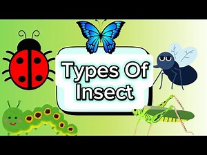 Types Of Insects|Insects | Preschool Learning