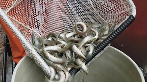 NORTHERN PIKE STOCKING: We stocked more than 16,000 fingerling-sized pike into Cheshire Reservoir on Friday. These 4" fish will take about 3 years to reach the 28" minimum harvest size. The pike were obtained from NJ Division of Fish and Wildlife as part of a cooperative exchange program. go.usa.gov/xReFj | Massachusetts Division of Fisheries & Wildlife