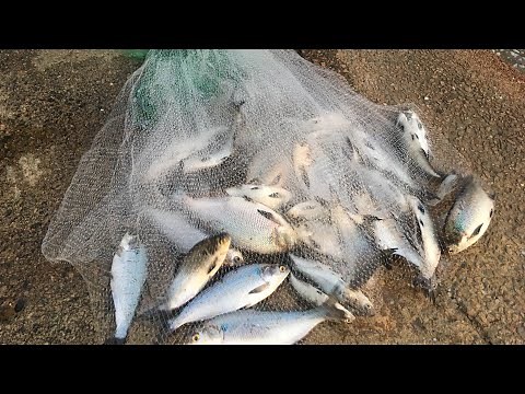 Throwing Cast net to catch GIANT Shad.