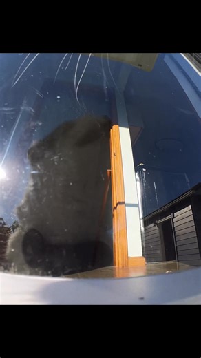 Let me in already! 📣🐈 #cat #funny #viral | mr.kitters.the.cat