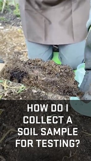 Collecting a soil sample for testing is easy. Here Dennis Brown, OSU Extension Master Gardener volunteer, Portland Metro Area, demonstrates how to take a soil sample in the garden. Video courtesy of Dennis Brown and Dave Meeker. #worldsoilday #soil #soilsample | OSU (Oregon) Master Gardener Program