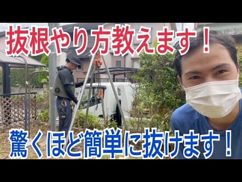 チェーンブロックを使った抜根作業。注意点・やり方を紹介いたします。