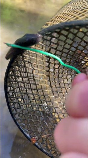 Leeches- freshwater of West Virginia streams.