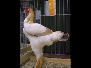 Chittagong Chicken (Malay) சிட்டகாங் / Pure Indian Breed