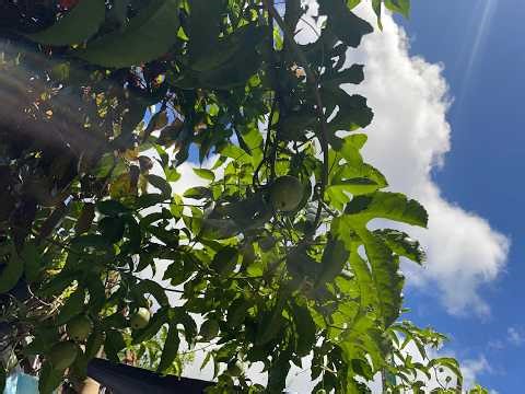 l émission pou kossa les bon : fruit de la passion