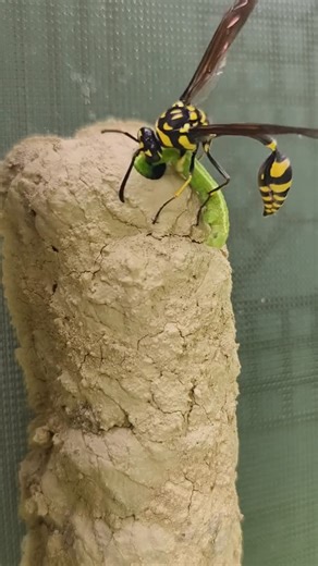 Insect Wars on Instagram: "Wasp Feeds Home #InsectWars"