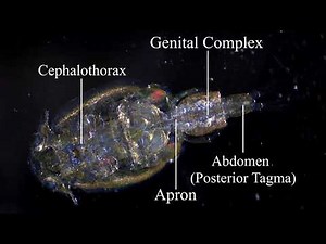 Caligus spp. - Sea Louse