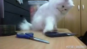 6.9K views · 235 reactions | Oh, cats...why ya gotta be so rude? | Funny Videos and Pics | Facebook