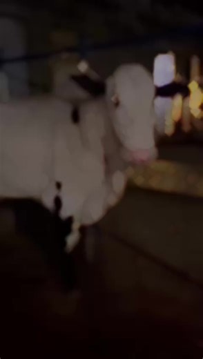 #fyp #fcf #kashi32188