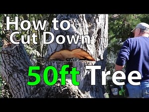 How to Cut Down a Tree