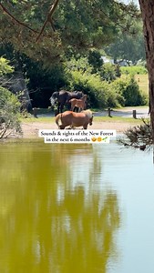 We can’t be the only ones looking forward to the time when the days look and sound like this 🌞💆 #CampingNewForest #newforest | Camping New Forest