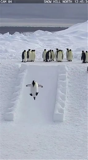 CCTV Penguin Ski Jump Show!