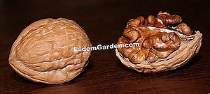 Noz, Juglans Regia: Plantio, Cultivo, Colheita De Nozes 🌿 Tudo Sobre Jardinagem E Projeto Do Jardim - 2025