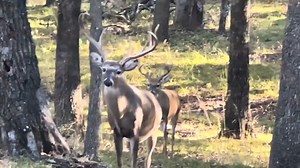 Awesome Bucks~ SUBSCRIBE TO ALL OUR CHANNELS ON YouTube and our Facebook page! Jimmy Houston Outdoors https://www.facebook.com/JimmyHoustonOutdoors Jimmy Houston Outdoors Fishing Channel https://www.youtube.com/@jimmyhoustonoutdoorsfishing Catch a Better Life Channel https://www.youtube.com/@CatchABetterLife Jimmy and Chris Houston's Twin Eagle Ranch Channel https://www.youtube.com/@TwinEagleRanch #rangerboats #Shell #mercurymarine #BassProShop #garminfishhunt #trackerboats #tracker #southfreshf