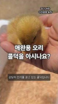 애완용 오리로 인기몰이중인 콜덕(‪@ari_ppappa‬)