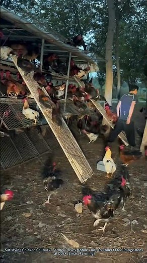 Satisfying Chicken Callback: Farmer Drives Mobile Coop to Collect Free-Range Hens at Dusk