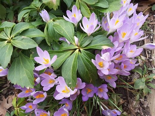 How to wake up your Northeast Ohio garden with these spring chores