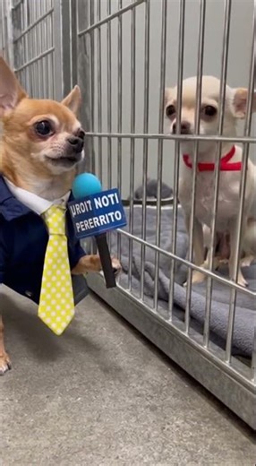 ¡ARRESTADO POR ENAMORADO! Chihuahua reportero entrevista a perrito en la perrera.