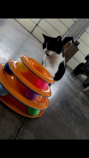 Transform Your Lazy Cat into a Playful Hunter with the Purrfect Play Mat!