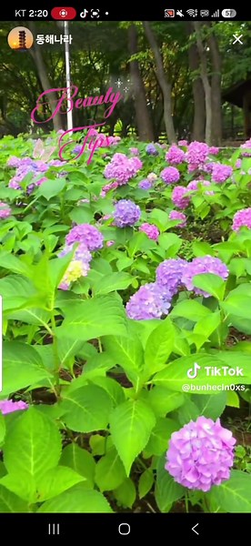 수국정원과 장미분수대 예쁜 풍경 | 6월 꽃 산책