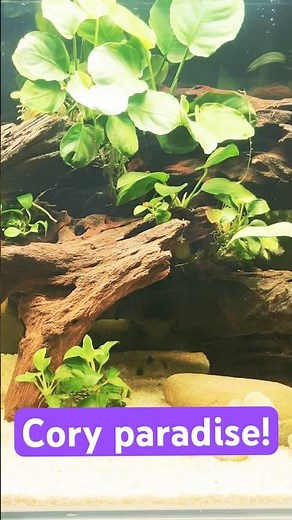 Corydoras paradise! Build perfect Cory tank!