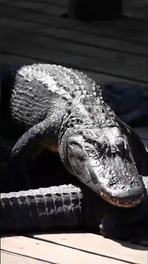 Alligator Is a Powerful Reptile with a Strong Bite | Amazing Alligator Facts