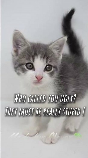 anyone who needs to hear this ! #cute #kitty #yourebeautiful #shorts #edit #fyp