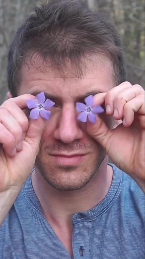 31K views · 2.2K reactions | Lesser Periwinkle Flower - An herbal plant for brain function. #foraging #plants #flowers #lesserperiwinkle #herbalism | Son of a Bear Herbs | Facebook