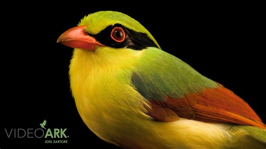 Video by Joel Sartore / National Geographic Photo Ark, taken at the Los Angeles Zoo | This striking female Indochinese green Magpie (Cissa hypoleuca) named Jolie marks the 14,000th species in the Photo Ark. The Photo Ark, founded by Joel, is a ground-breaking effort to document species before they disappear—and to get people to care while there’s still time. To see more species featured in the Photo Ark, follow Joel Sartore, Photographer on Facebook. #bird #animal #wildlife #photography #PhotoAr