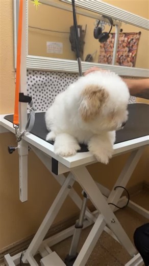 #grooming #love🐶dogs #tailsspaandboutique | Tails Spa and Boutique