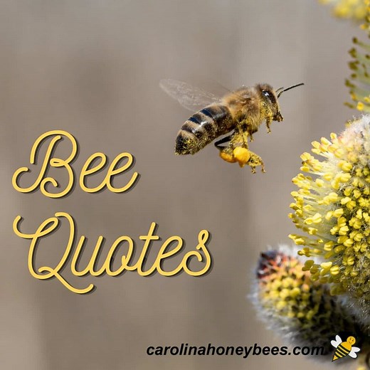 Inspiring Bee Quotes to Use and Enjoy - Carolina Honeybees