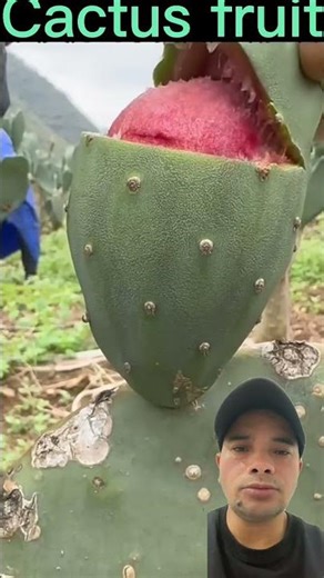 pahir bat herdaa kacho vay ni vitta wow#trendihg #agricuIture #farming #cactus
