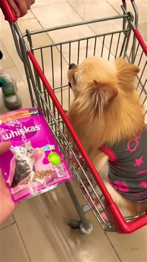 Angry dog ate cat food and threw up !! #explore #shorts