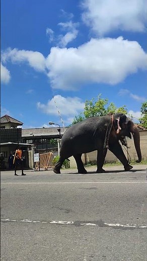 Tame Elephant Strolling on Colombo Street